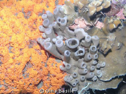Coral in Bonaire by Gina Basile 